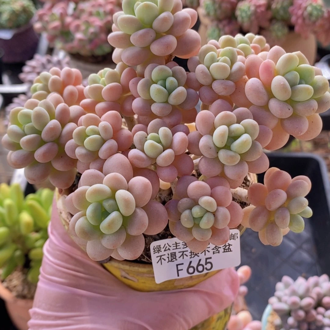 洛可可10cm665多肉