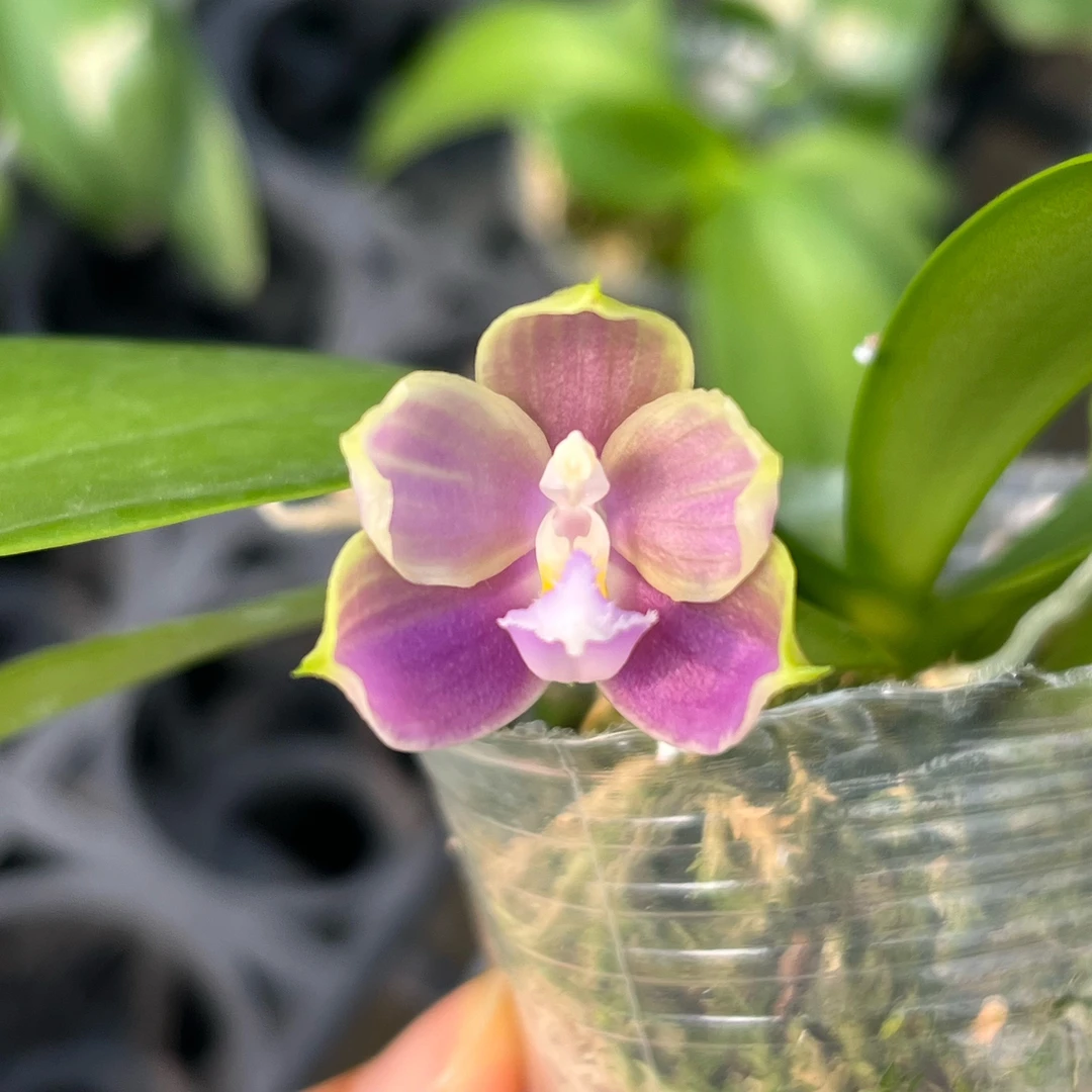 2.5寸 D760-苗 【少根叶瑕】珍奇蝴蝶兰