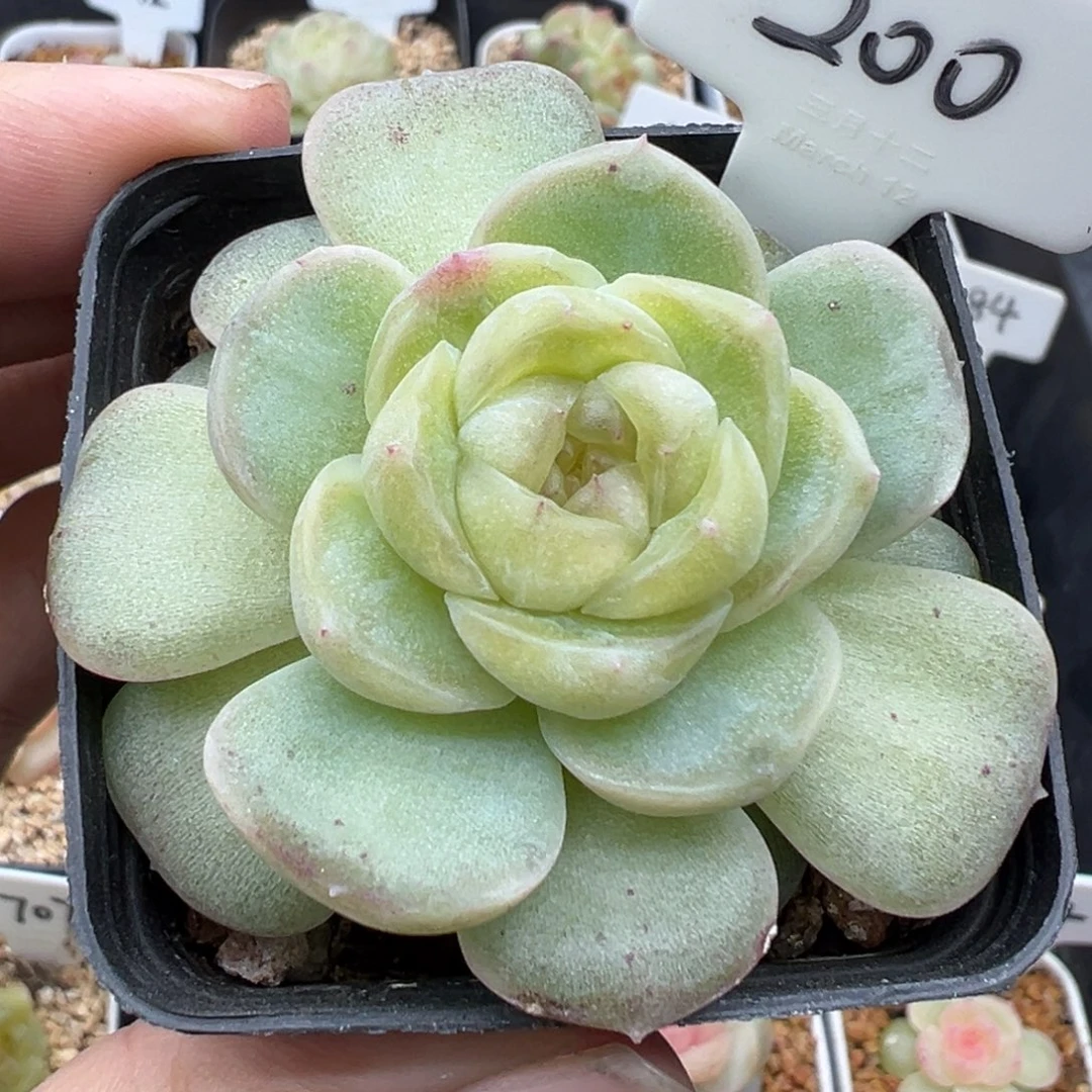 200号风花雪月系列流光