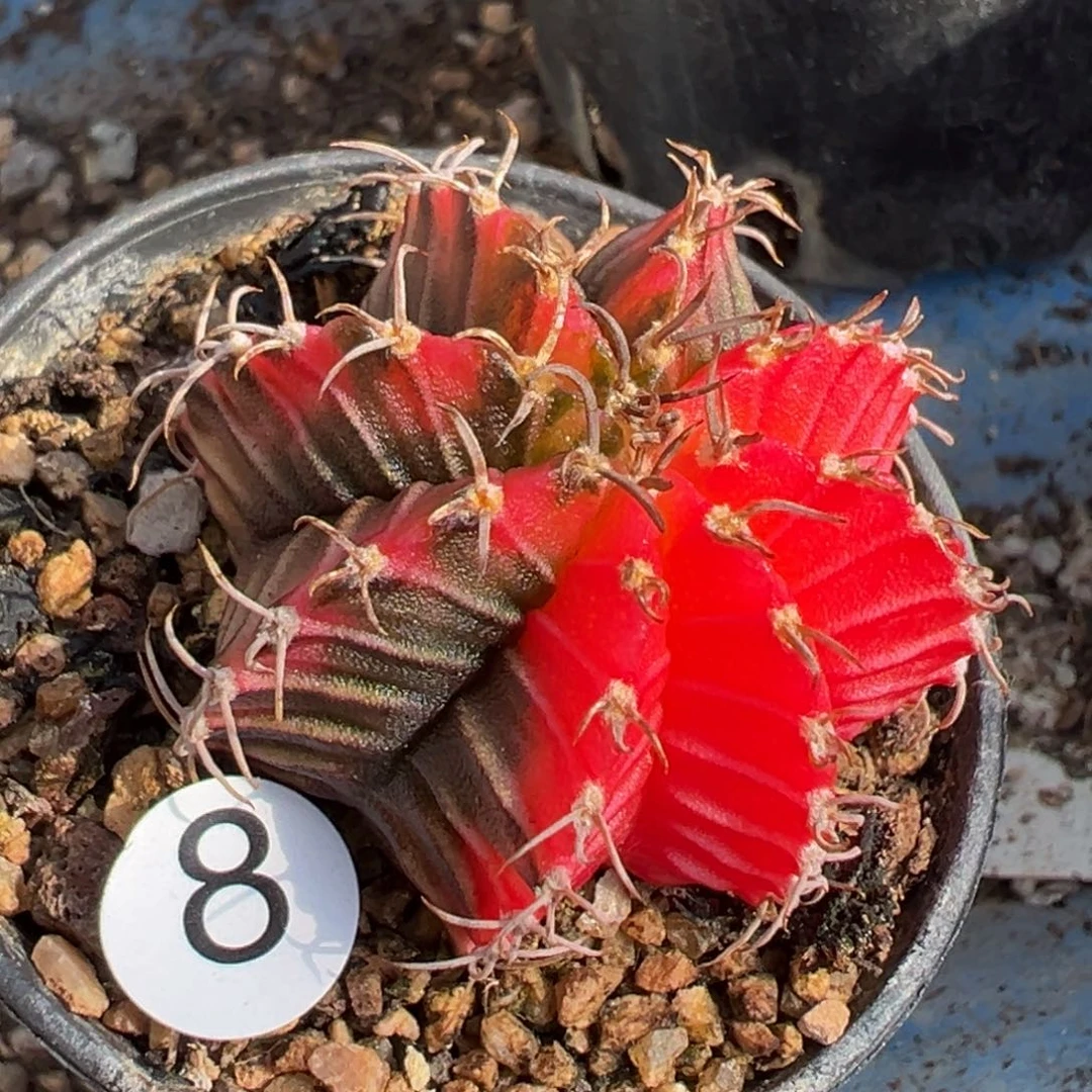 多肉植物11111111111111