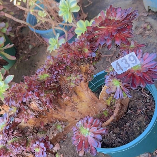 瑞***拉多肉植物一个黑铜鼓重磅锦有伤