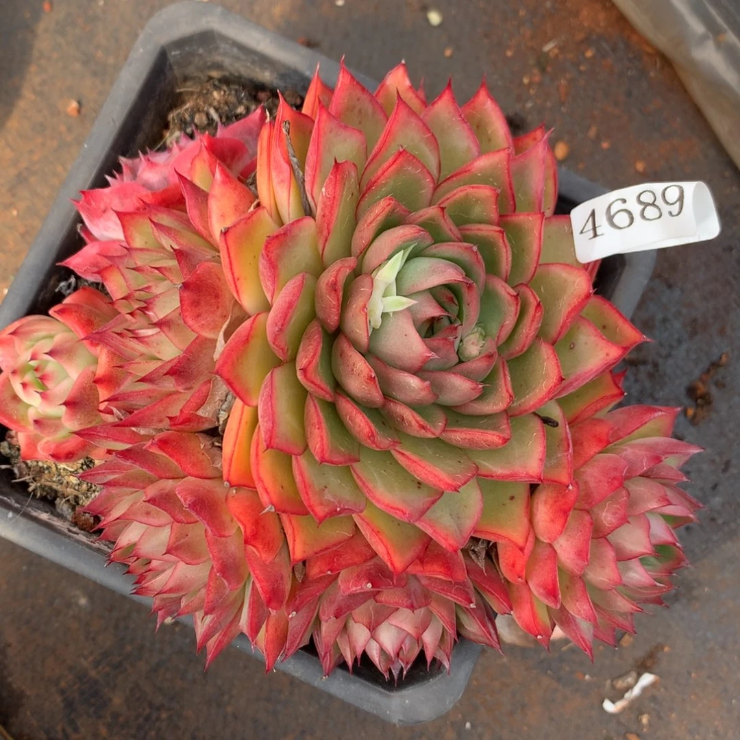 4689三颗散群，杂交多肉植物