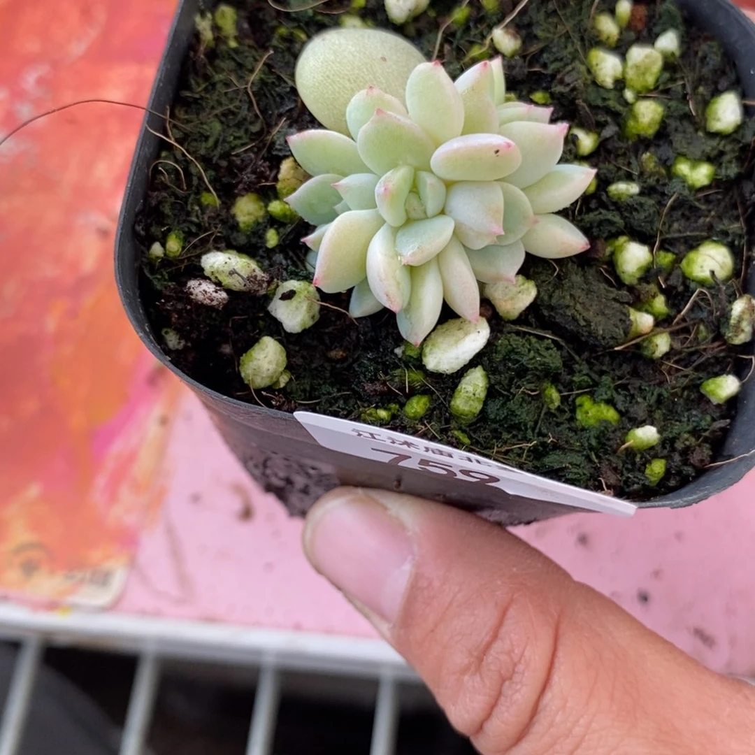 小*子标签759甜心877一个多肉