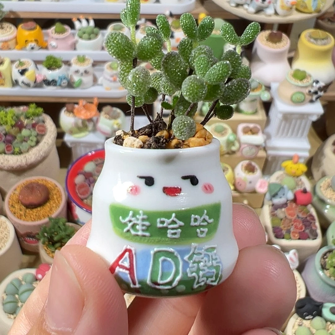 多肉植物85号拇指盆