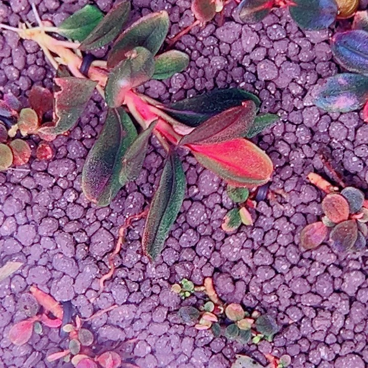 无花朵福利辣椒榕QQ
