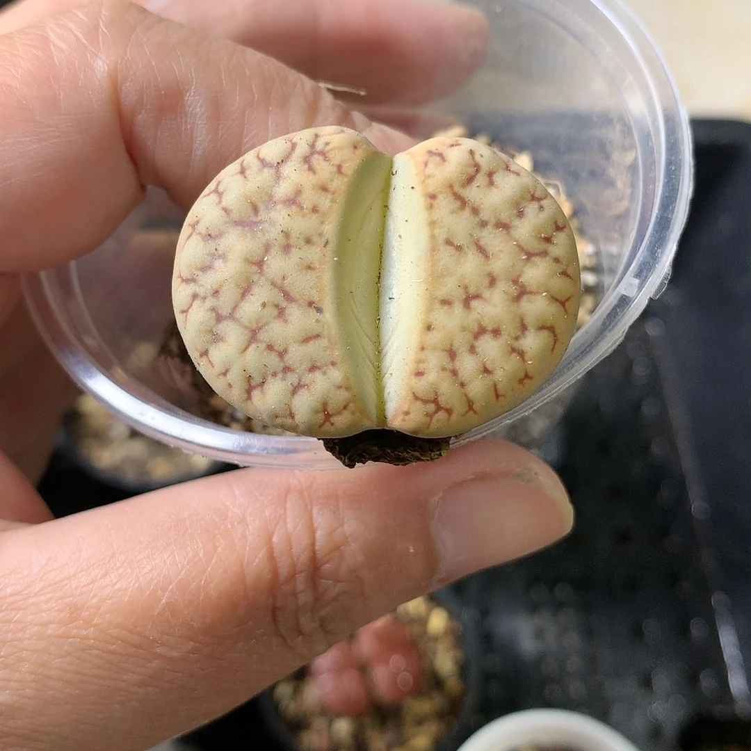 K440多肉植物保护