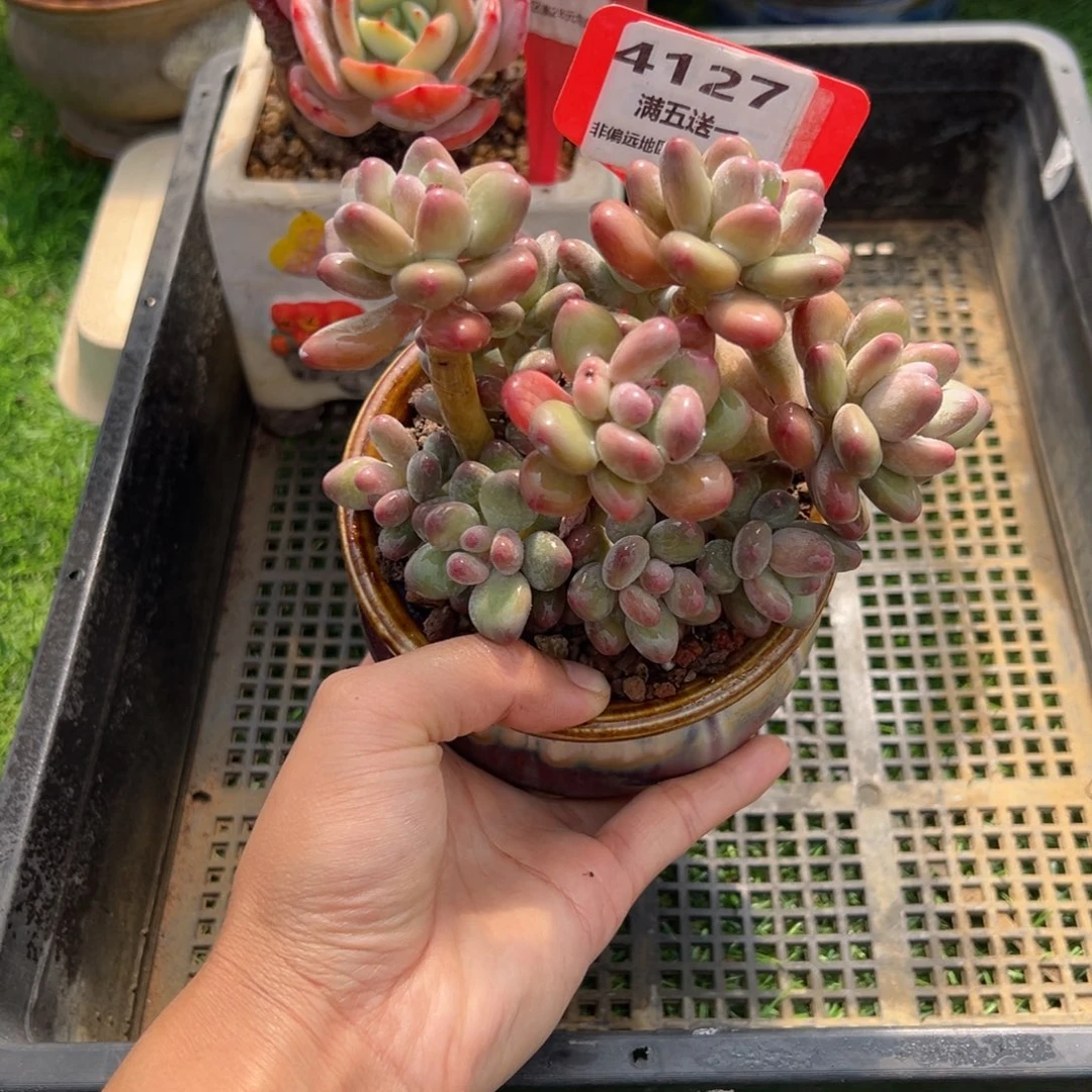 表妹精品多肉4127.