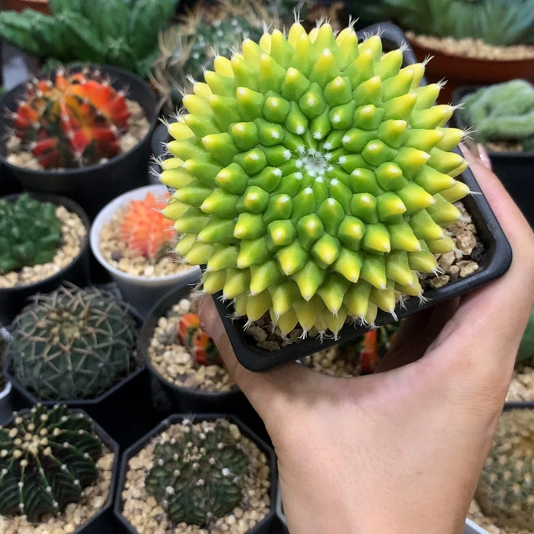 当前无花栽培后可以开花迎春锦仙人球