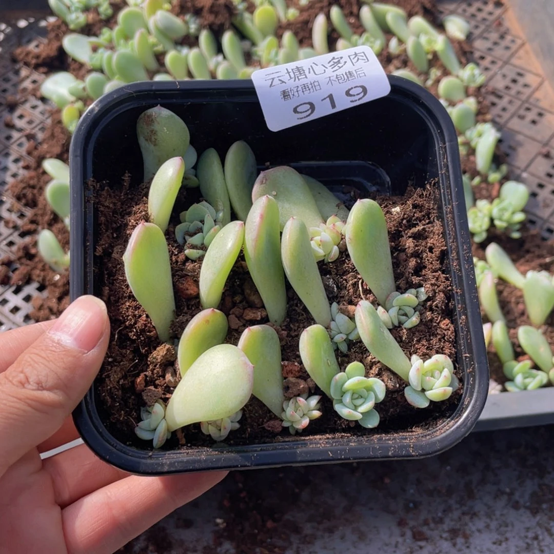 云糖心多肉植物919