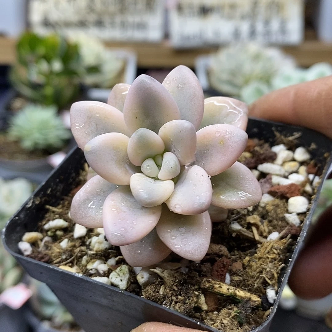 0816 艾伦锦多肉