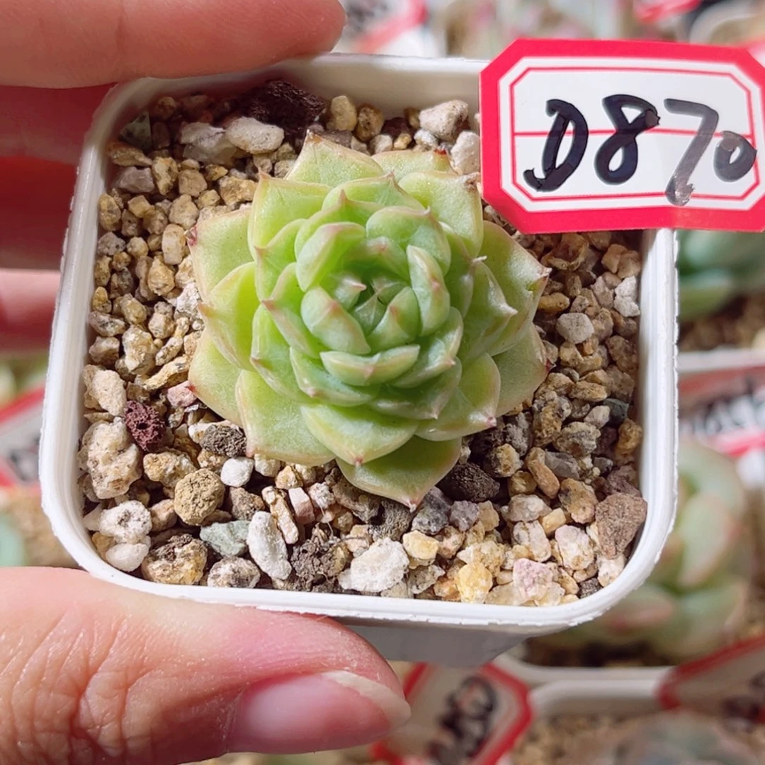 D870 一物一拍 18包邮 翠果