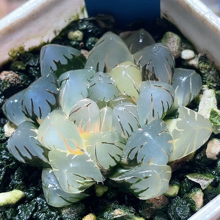 745水中月锦特选福利亚成