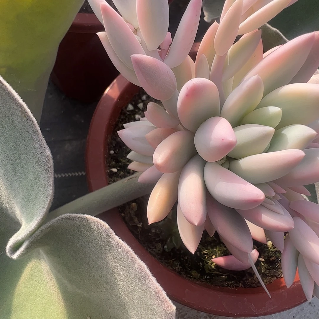 一***坏多肉植物多肉植物