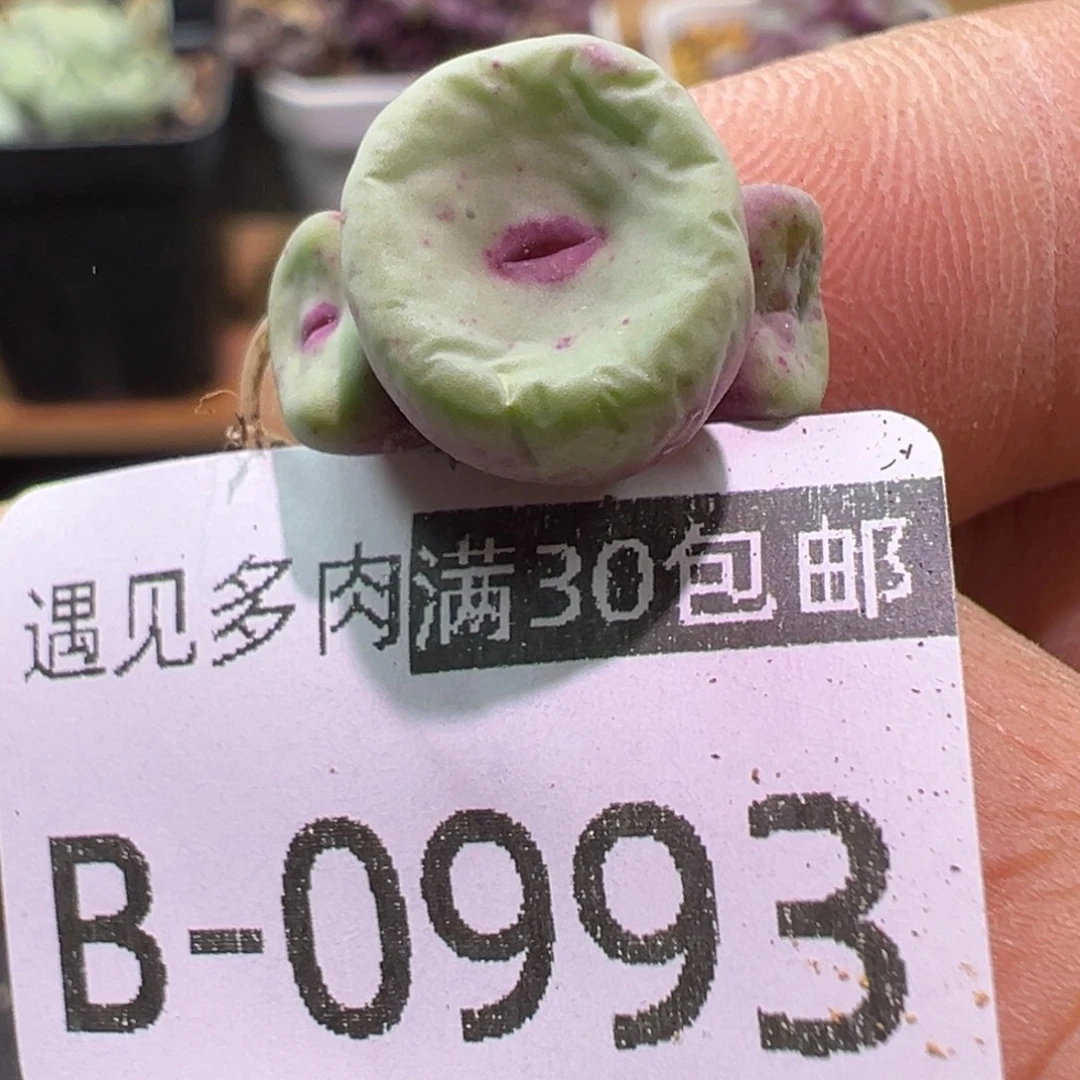 多肉植物1111111111111111111