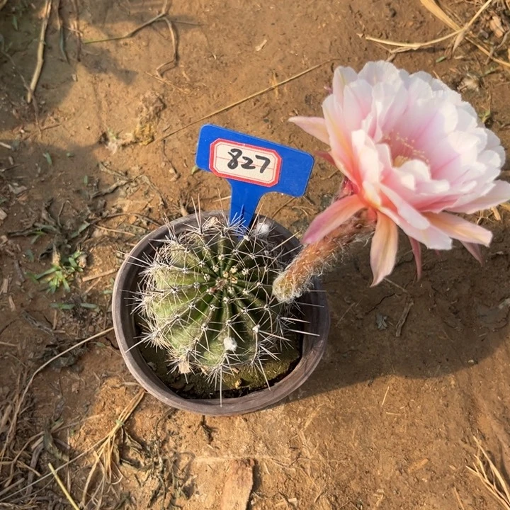 4***2827，彩草玉竹。。。。。