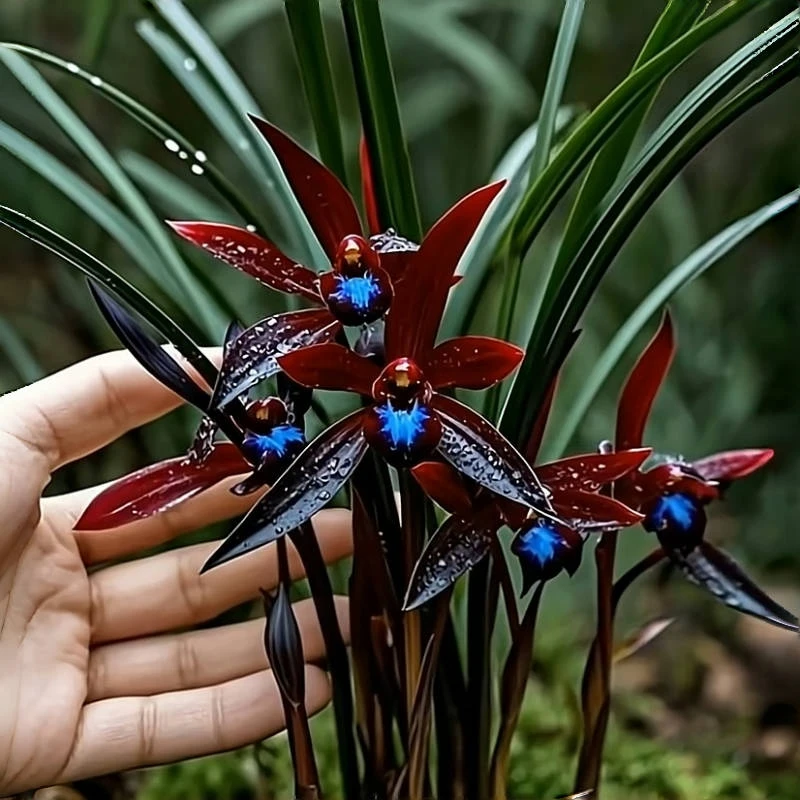 【百变佳人】建兰花浓香型带花苞绿植庭院盆栽花卉四季兰办公室的花