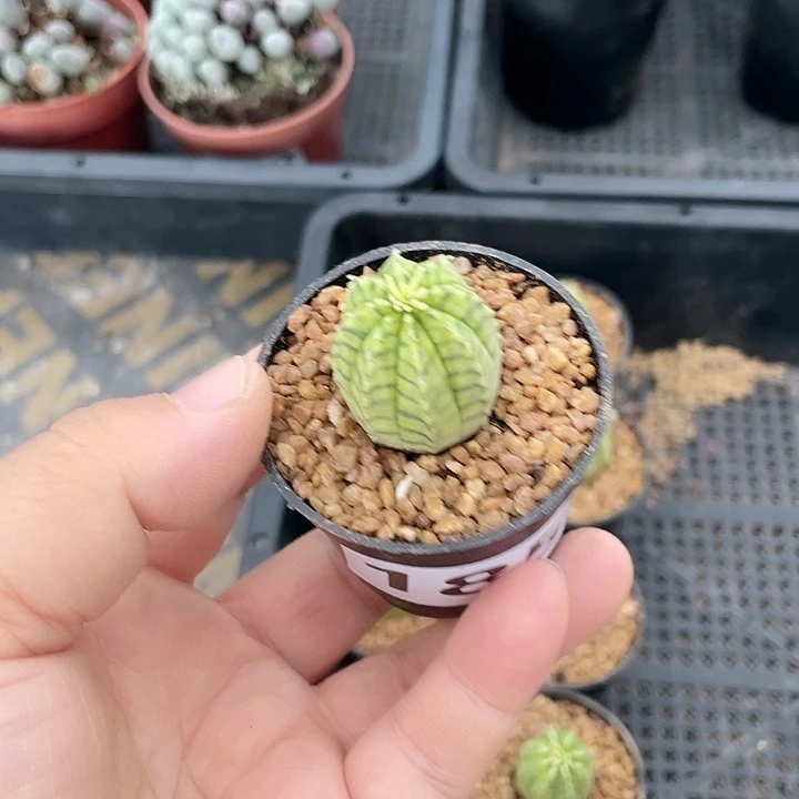 懶****185布纹球自然锦，