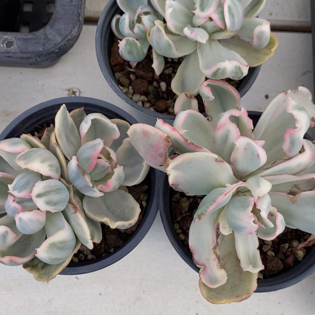 100-精品老桩伯克利锦双头一个