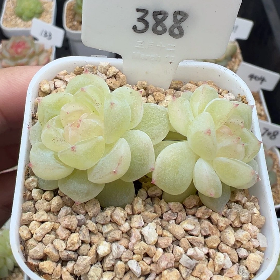 388号财富密码8888