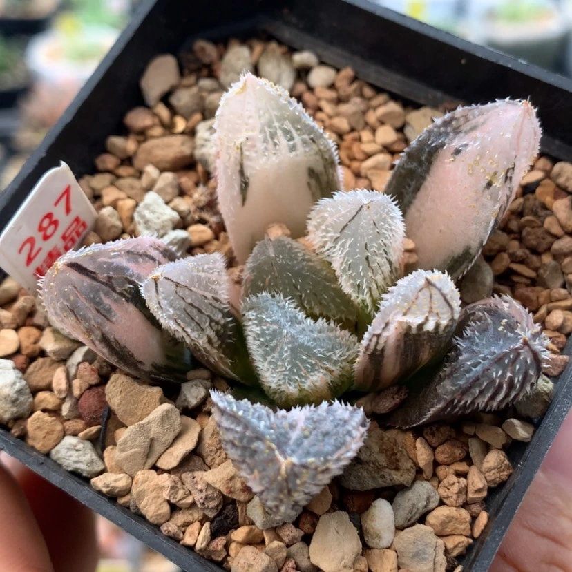 【闪购商品】287狼蛛