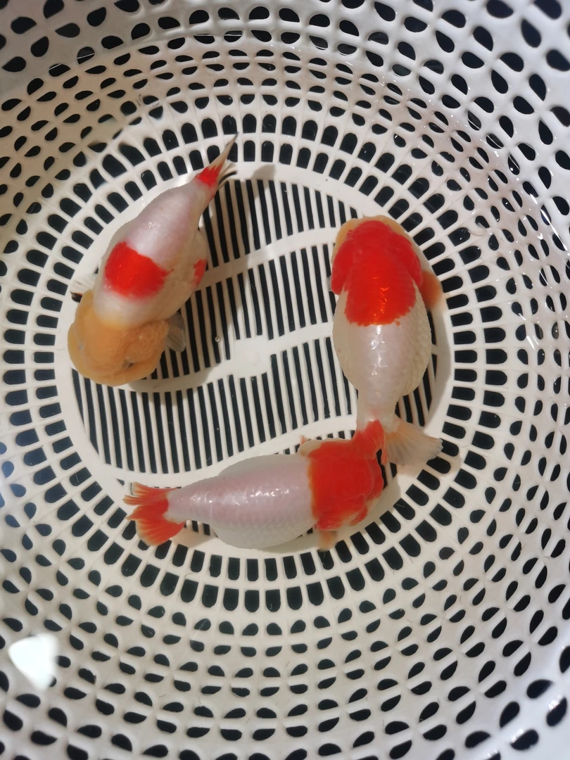 悠悠兰寿金鱼下单链接