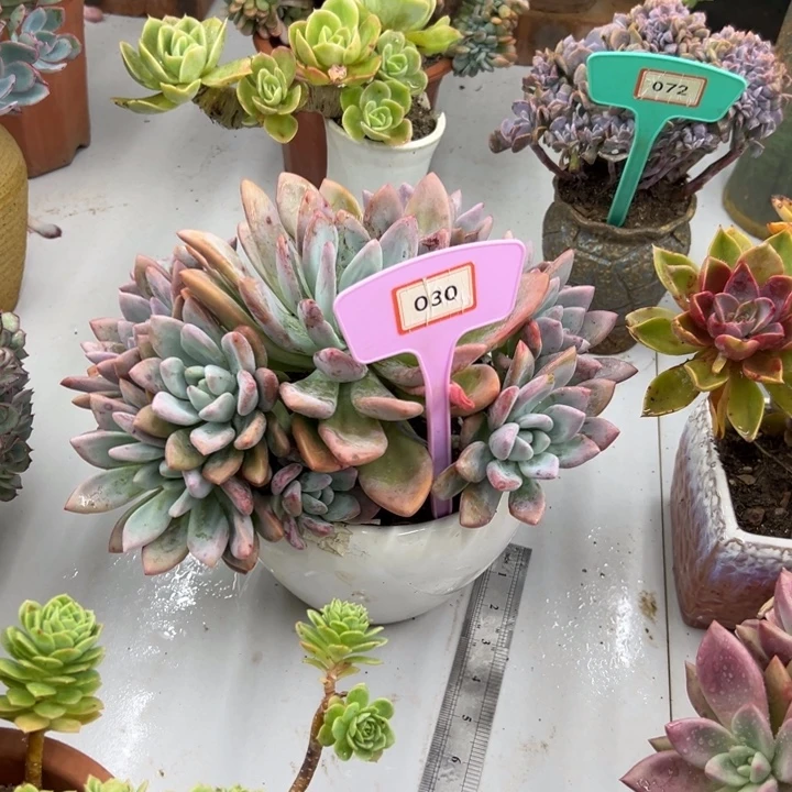 冰***叶完全开放奥普多肉植物030