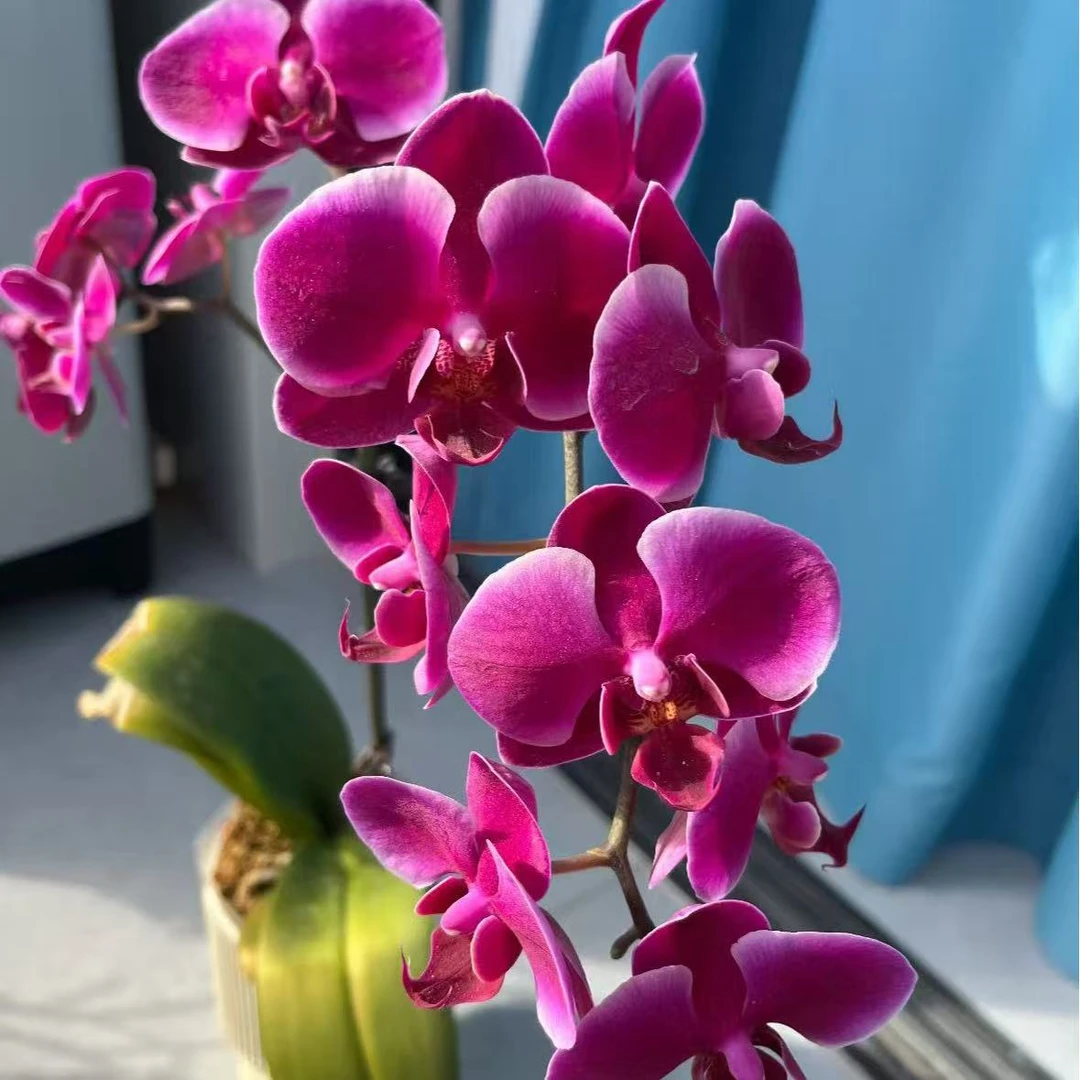 【李先生】香山~蝴蝶兰网红桌面摆花适合公司前台装饰