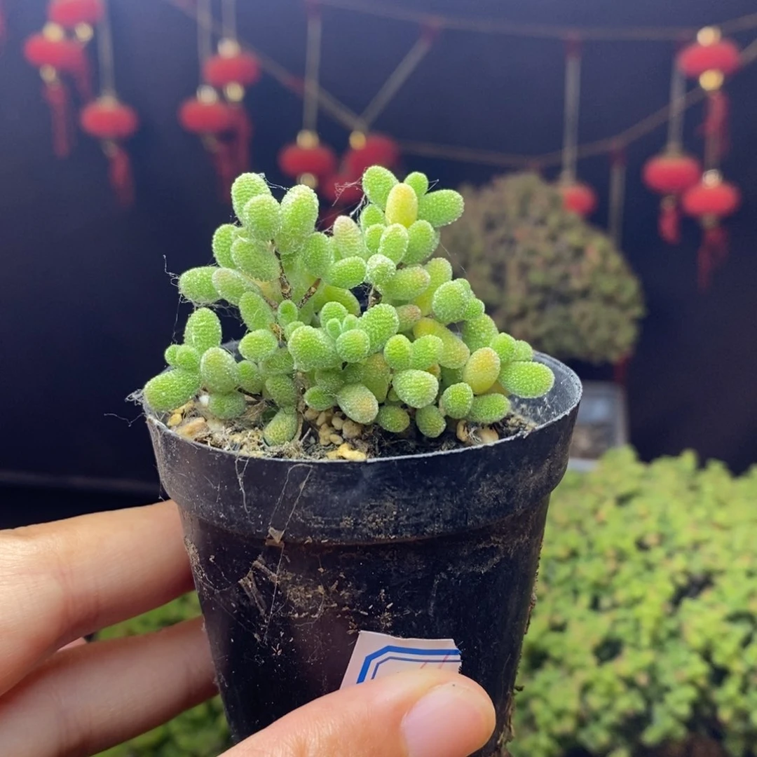 无花朵16号冰糖（冰晶杂糖球）