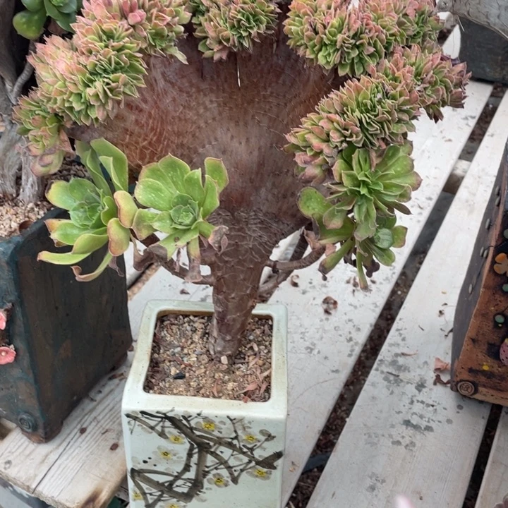 多肉的大肉都要长胖一点