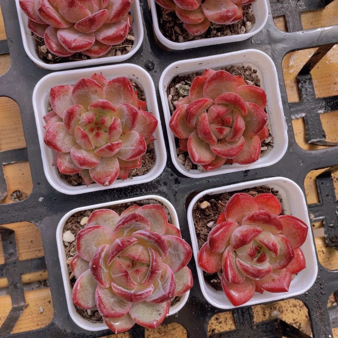 862号 全状态夜魔侠单头一个