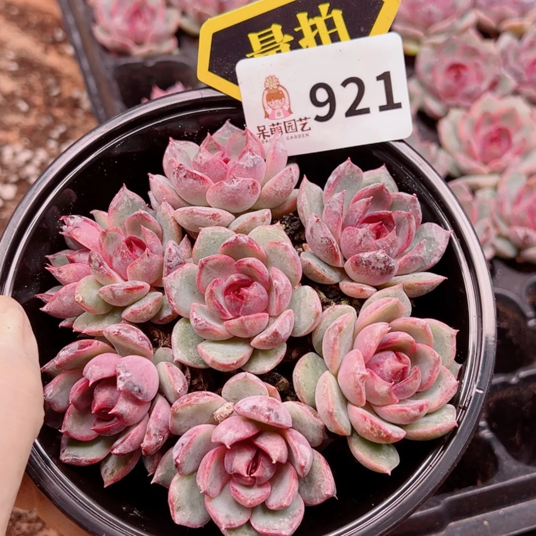 多肉植物多肉植物