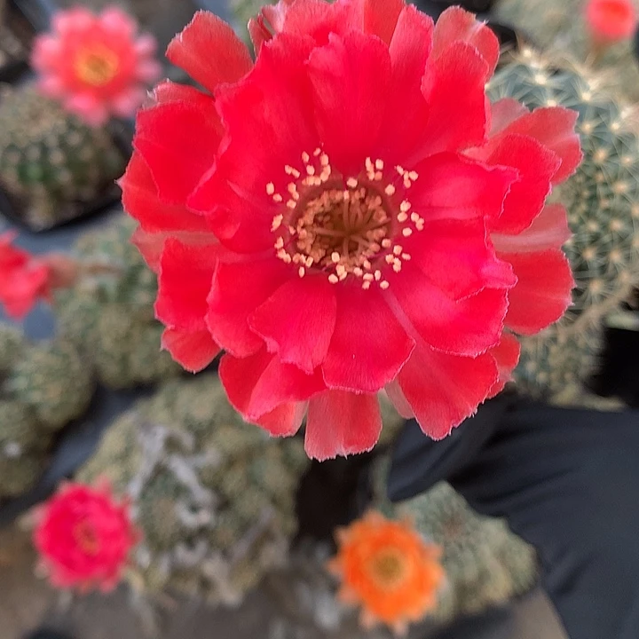 481 实生丽花6厘米盆