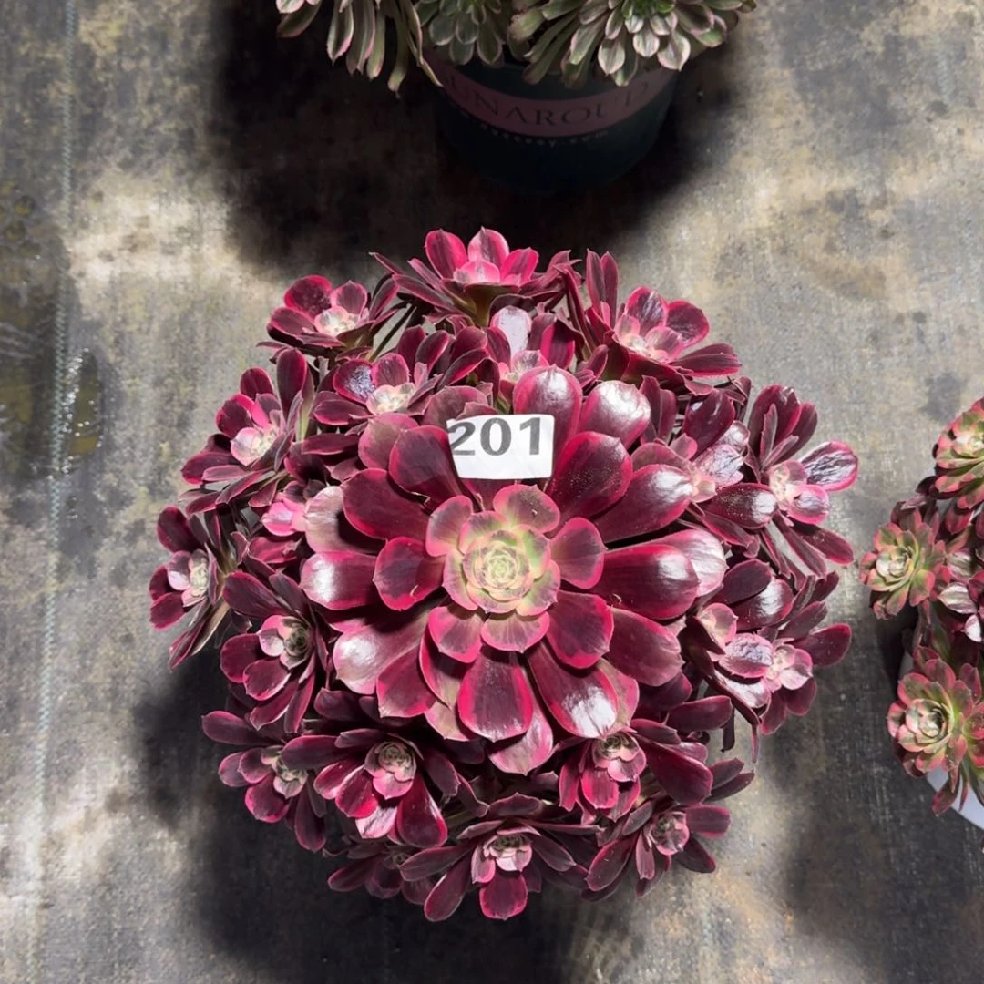 201！凤冠法师多肉植物