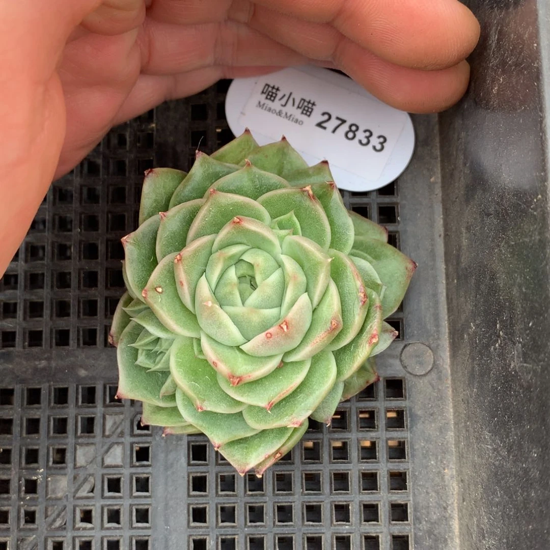 云****啦多肉植物麦秆珍妮