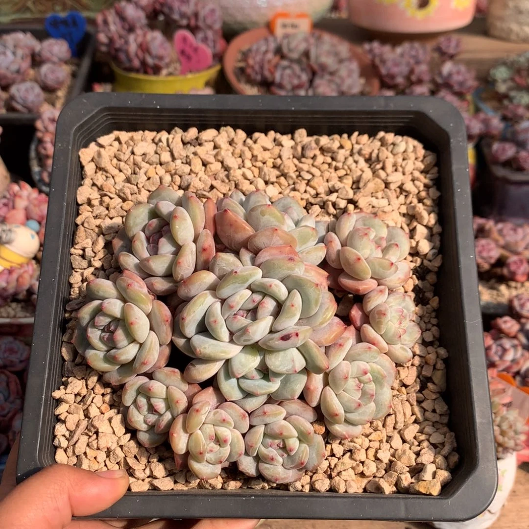 无砍自然群石榴籽星影