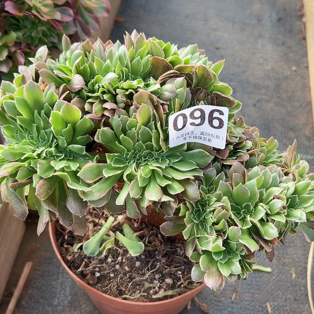 多肉植物096雨花石缀