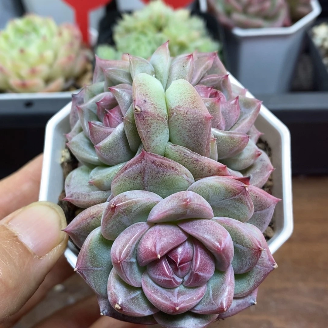 精品多肉一物一拍不包整29