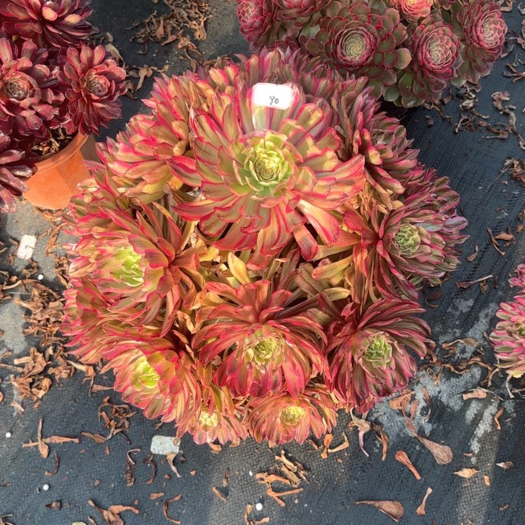 无花朵手****佳90奥代理多肉植物绿植