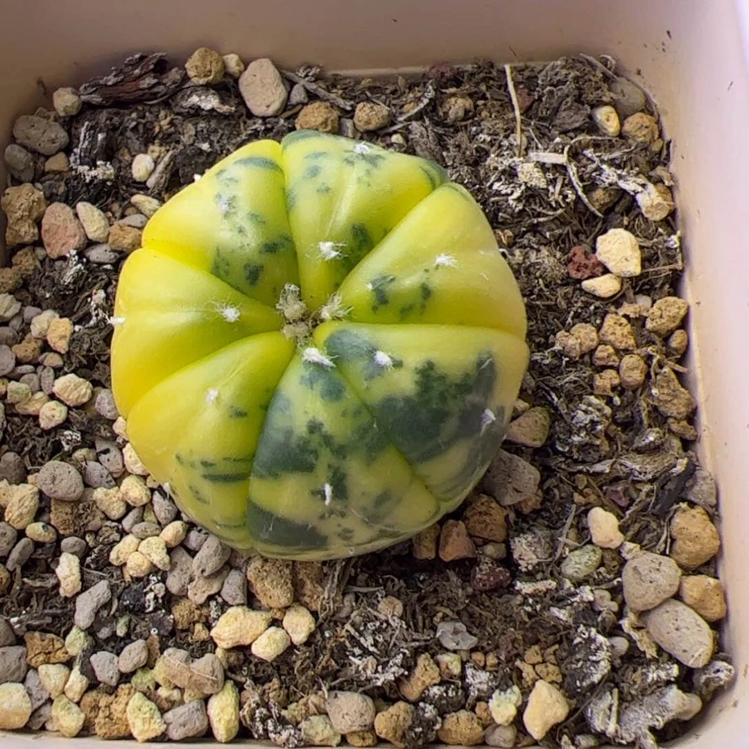 多肉植物仙人球兜锦