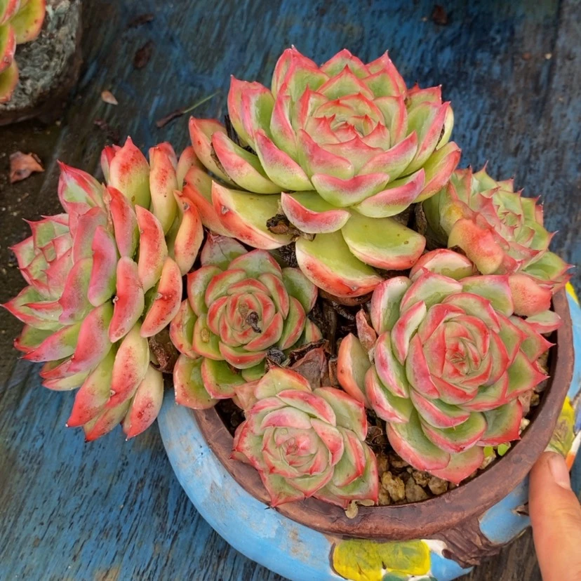 【闪购商品】微***…多肉植物