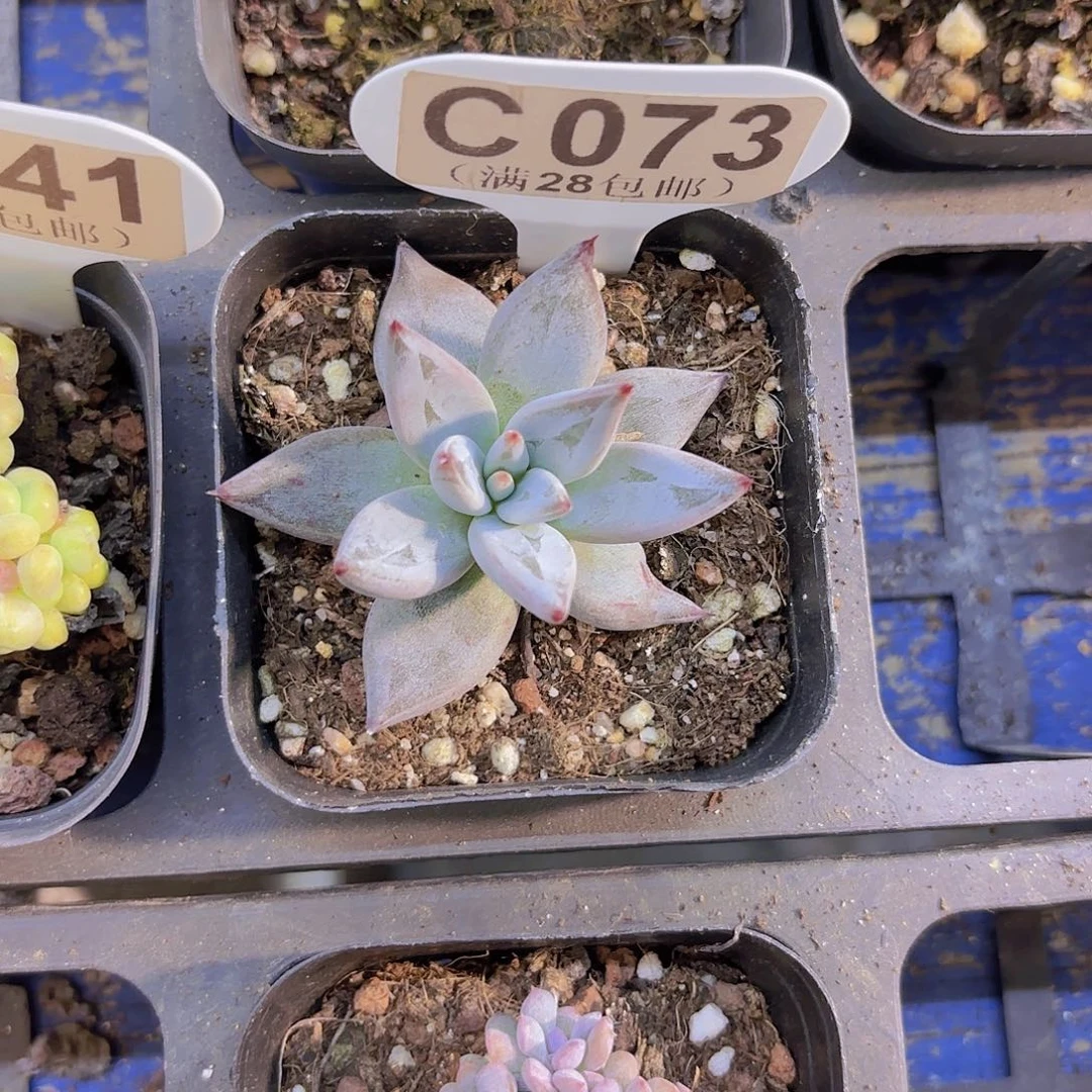 C073魔抓一物一拍