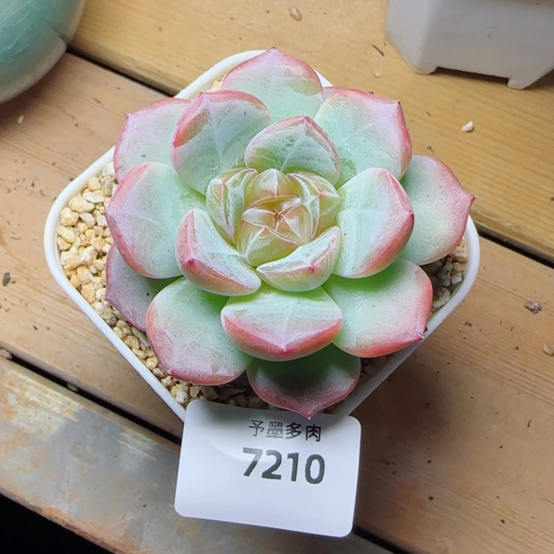 紫雾，7201多肉植物