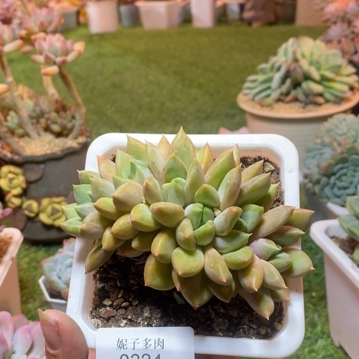 0324 不满68请拍冷链