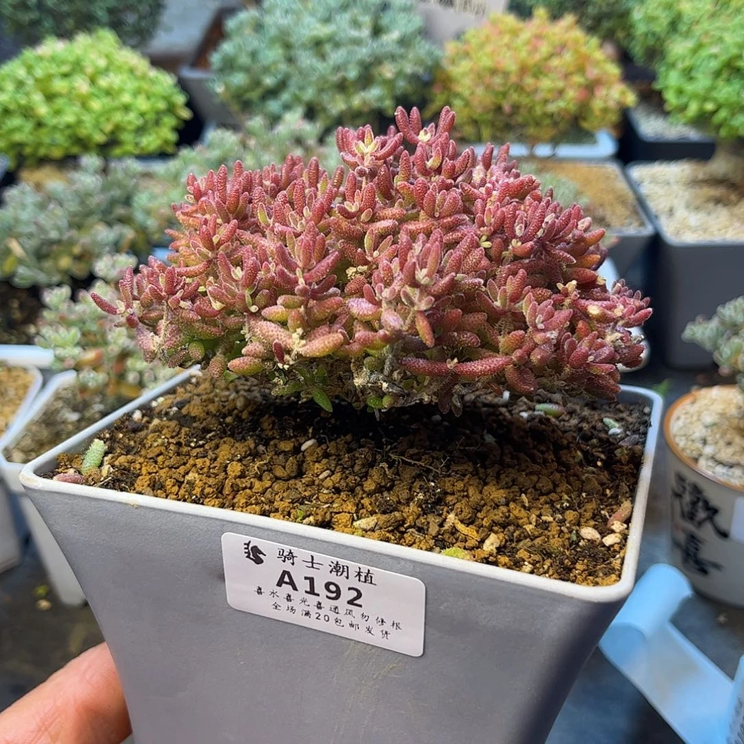 192红麒麟枝干番杏