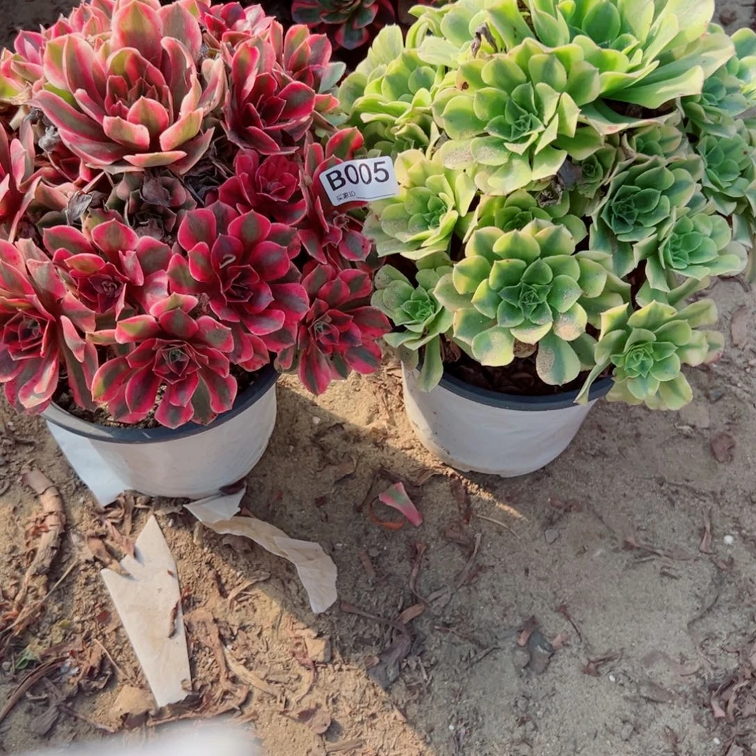 005两颗组合多肉植物