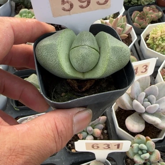 595元宝一物一拍多肉