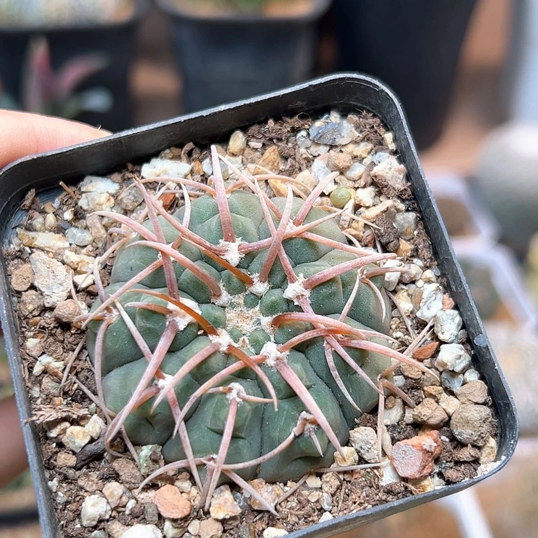 无花朵狂刺裸萼实生球