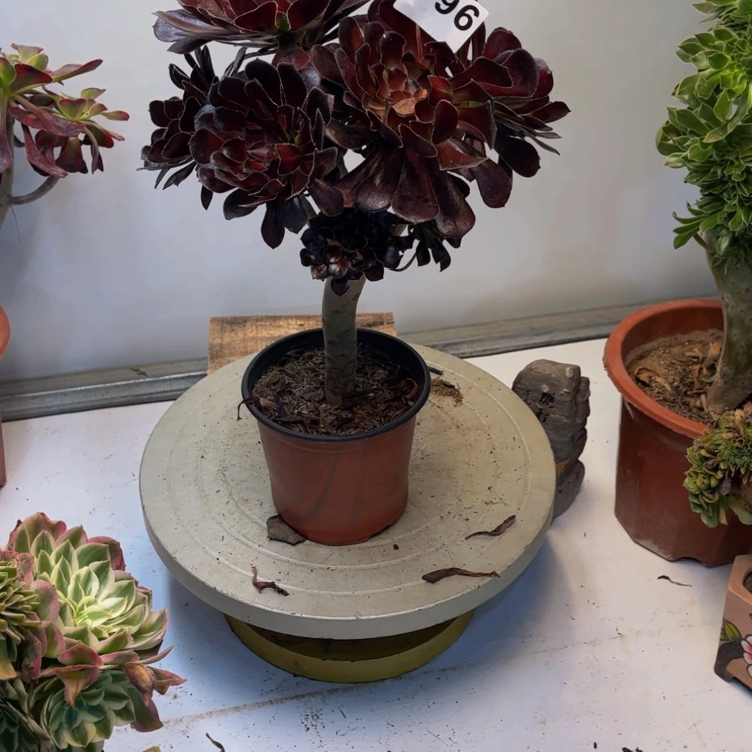远****多肉植物墨法师796