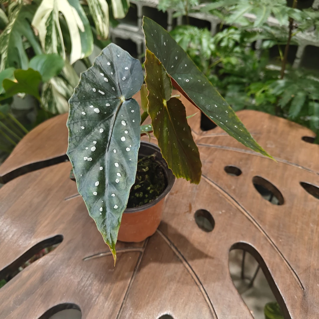 沙姆玫瑰秋海棠室内观叶绿植热带四季常绿桌面网红盆栽