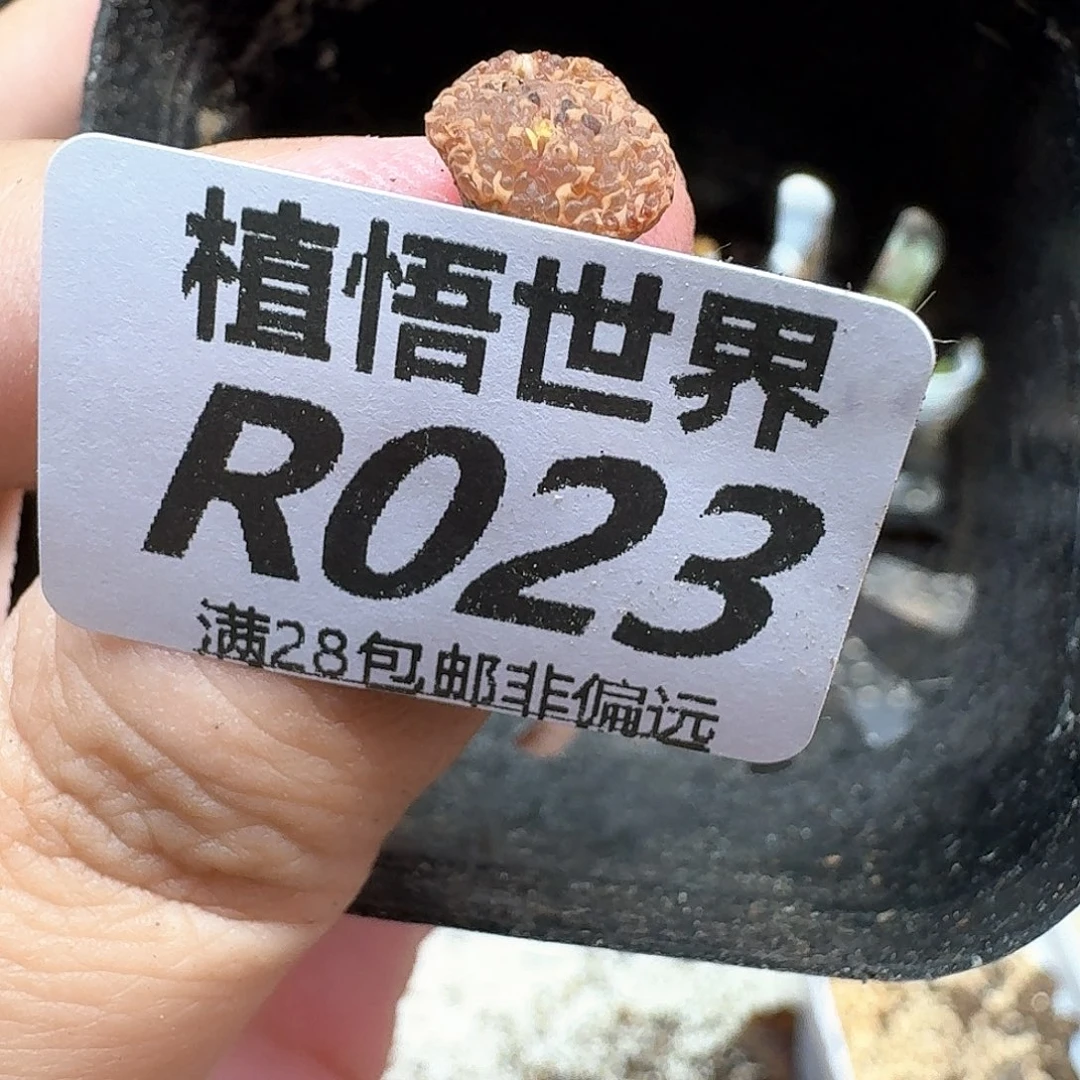多肉植物的润泽地法